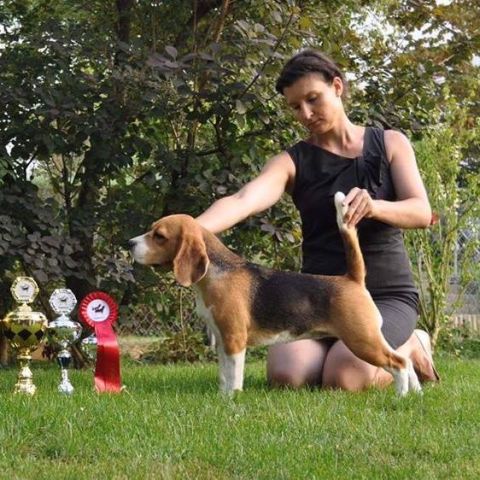 Cassy auf der CSS Beagle Club Schweiz