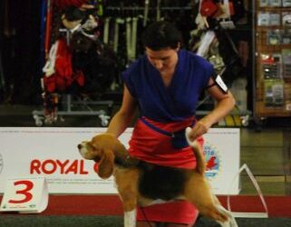 European Dog Show 2016