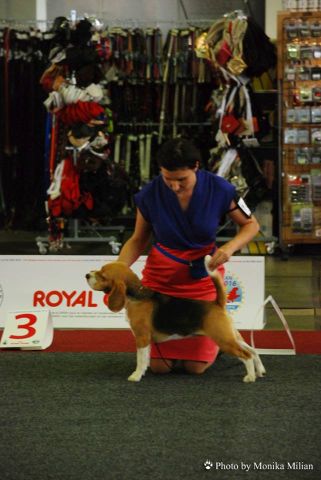 European Dog Show 2016