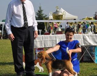 Clubsiegerschau des Beagleclub Austria