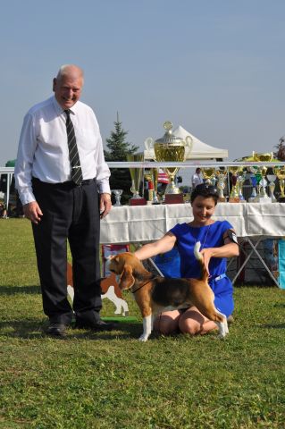 Clubsiegerschau des Beagleclub Austria