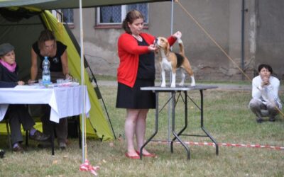 Specialty Show of Czech Beagle Club