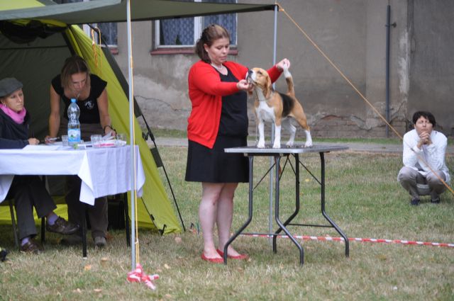 Specialty Show of Czech Beagle Club
