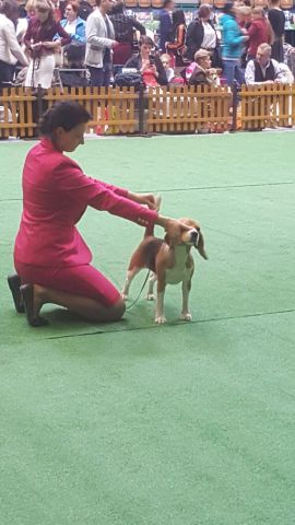 Cassy IHA Katowice – EN