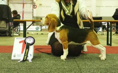 IHA Brussels Dog Show
