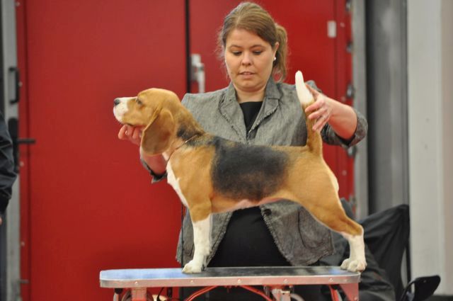 IHA Nürnberg – EN