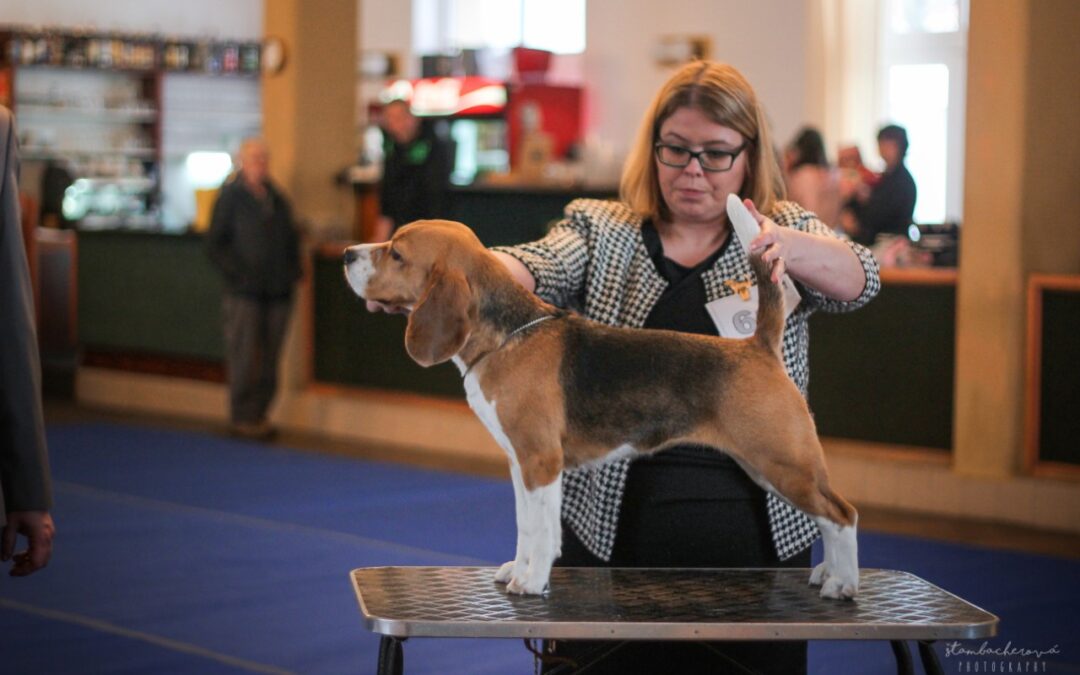 Clubshow of CZ Beagle Club Prag 2019 – EN