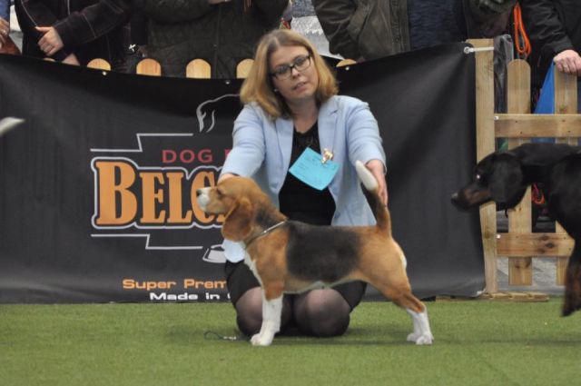 Ortenau-Schau Offenburg 2019 – EN