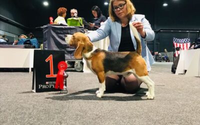 32. Ortenau-Schau Offenburg 2019