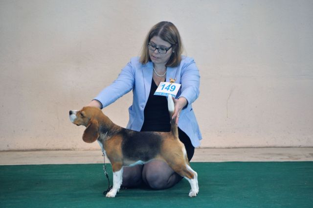 CACIB Winter Winner Celje 2019 – EN