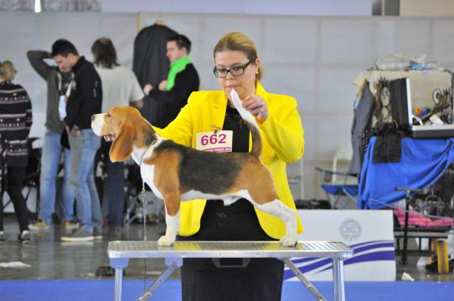 CACIB Winter Winner Celje 2019