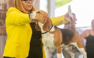 IHA Maribor und IHA Pohorje