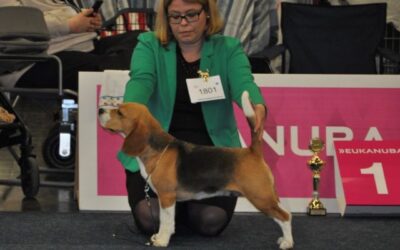 VDH Europa-Sieger Ausstellung – EN