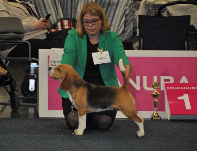 VDH Europa-Sieger Ausstellung 