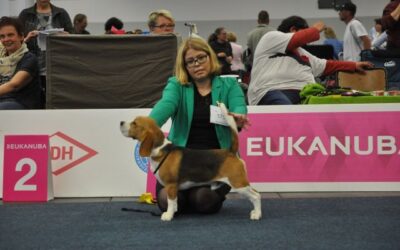 VDH Europa-Sieger Ausstellung 