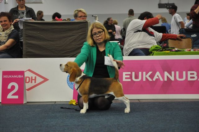 VDH Europa-Sieger Ausstellung 