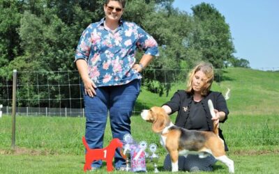 CSS Beagle Club Schweiz 2019