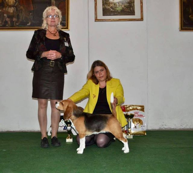 CSS Austria Beagle Club 2019