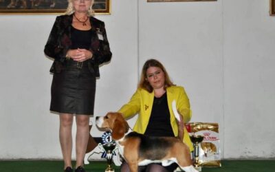 CSS Austria Beagle Club 2019