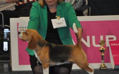 IHA Tulln 2019 – EN