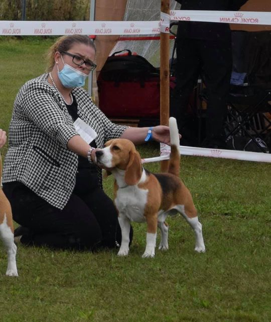 CSS Austria Beagle Club 2020