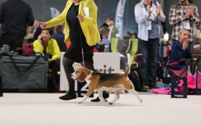 World Dog Show Brno 2021