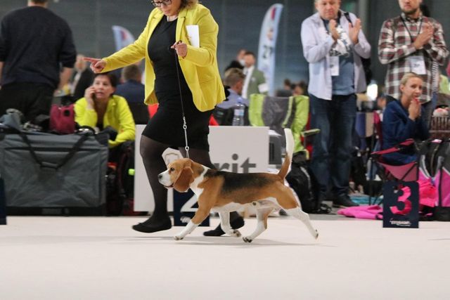 World Dog Show Brno 2021