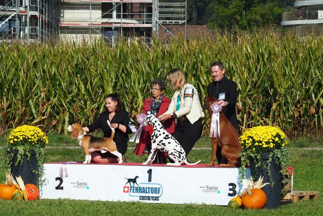 Fehraltorf Autumn 3x-CACIB 2021