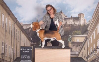 Doppel CACIB Salzburg 2021