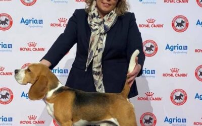 Nordic / Danish Winner Show Herning 2021