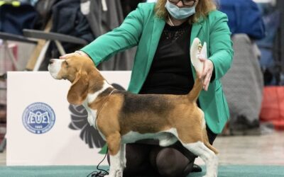 European Dog Show Budapest 2021