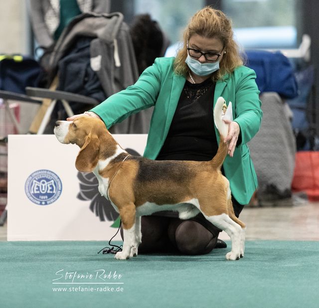 European Dog Show Budapest 2021