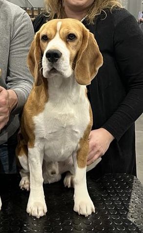 IHA Brno 2022 – EN