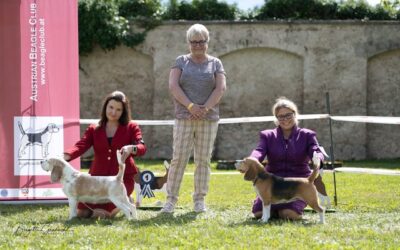 CSS Austria Beagle Club 2022