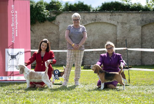 CSS Austria Beagle Club 2022 – EN