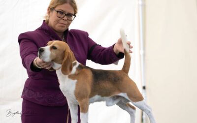 CSS Austria Beagle Club 2022