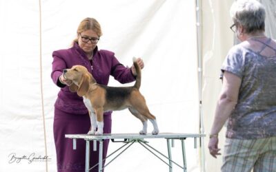 CSS Austria Beagle Club 2022 – EN