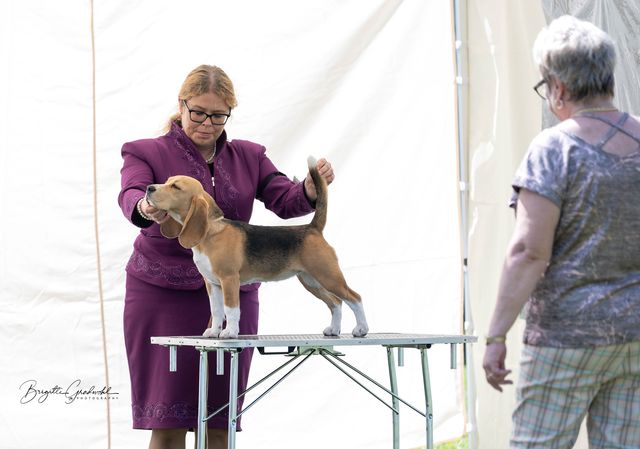 CSS Austria Beagle Club 2022 – EN