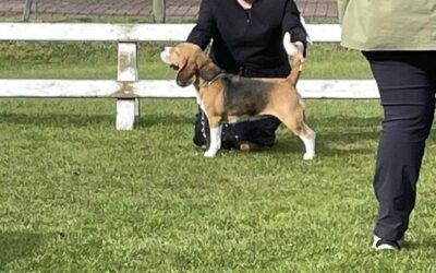 Beagle Specialty – Beagle Club Netherlands 2022