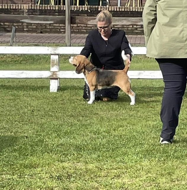 Beagle Specialty – Beagle Club Netherlands 2022