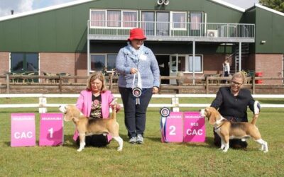 Beagle Specialty – Beagle Club Netherlands 2022