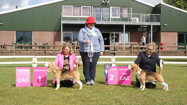 Beagle Specialty – Beagle Club Netherlands 2022 – EN