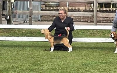 Beagle Specialty – Beagle Club Netherlands 2022 – EN