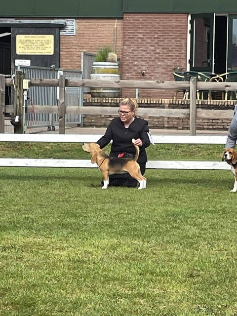 Beagle Specialty – Beagle Club Netherlands 2022