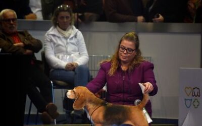 Brüssel Dog Shows 2022