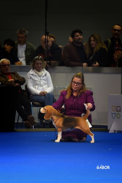 Brüssel Dog Shows 2022