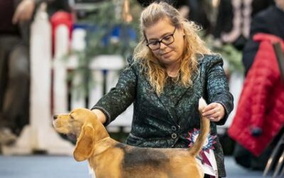 Brüssel Dog Shows 2022 – EN