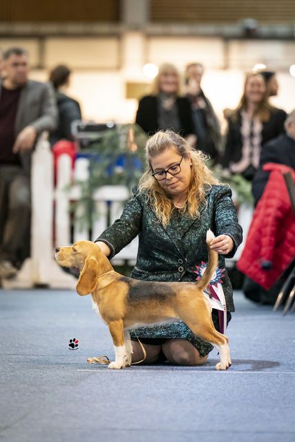 Brüssel Dog Shows 2022
