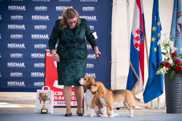 Dalmatia Dog Shows Zadar 2023 – EN