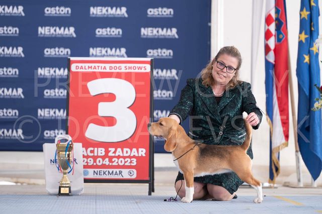 Dalmatia Dog Shows Zadar 2023 – EN